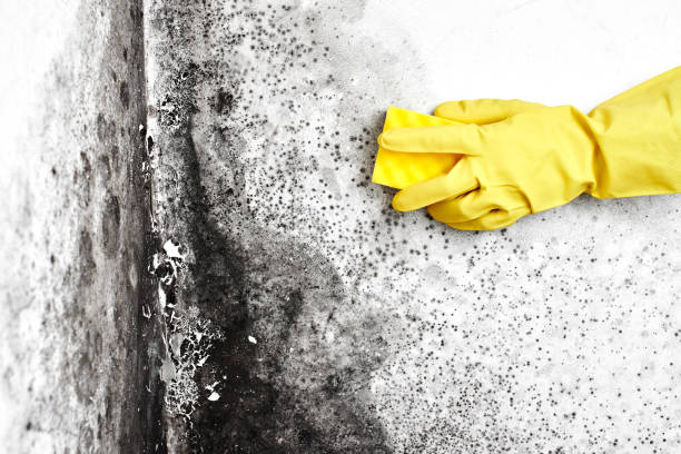 Best Certified Mold Removal  in Germantown, OH