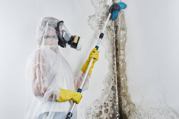 Certified Mold Removal in Germantown, OH