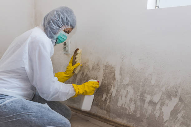Best Fast Mold Removal  in Germantown, OH