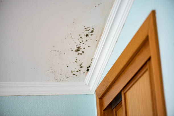 Best Mold Removal Company Near Me  in Germantown, OH