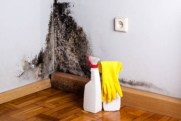 Best Certified Mold Removal  in Germantown, OH