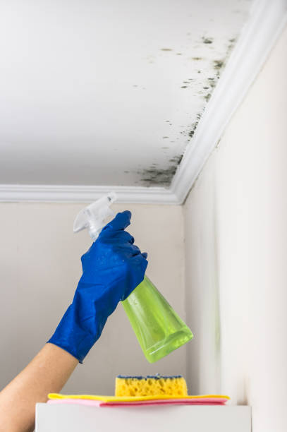 Best Mold Remediation Experts  in Germantown, OH